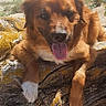 animal, beach, brown_dog, coast, daytime, dog, driftwood, landscape, nature, ocean, outdoor, pet, relaxing, sand, sky, smiling, summer, sunlight, tongue_out, white_paw