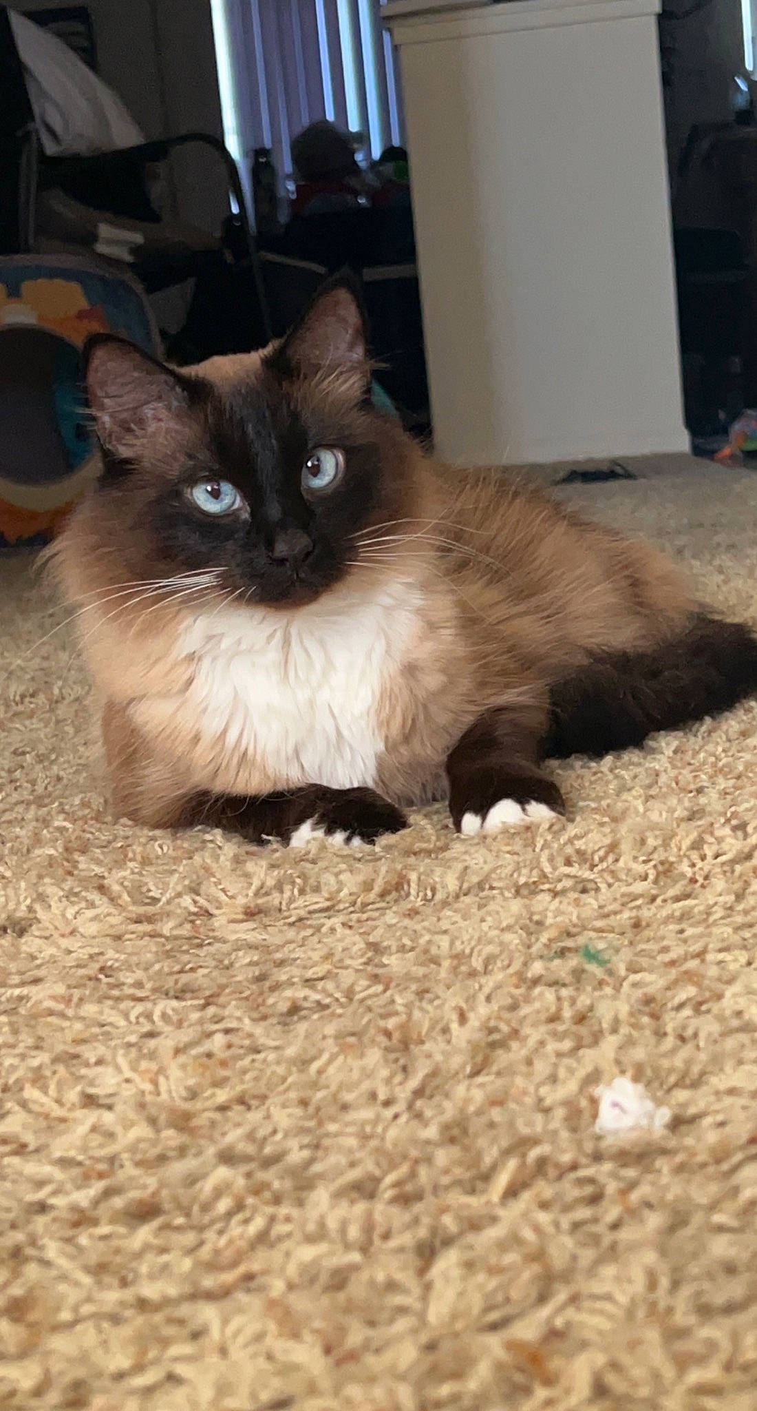 Fitz joined the competition — help win amazing prizes! balinese, birman, brown, carnivore, cat, fawn, felidae, flooring, fur, ragdoll, siamese, small_to_medium_sized_cats, snout, tail, thai, tonkinese, whiskers