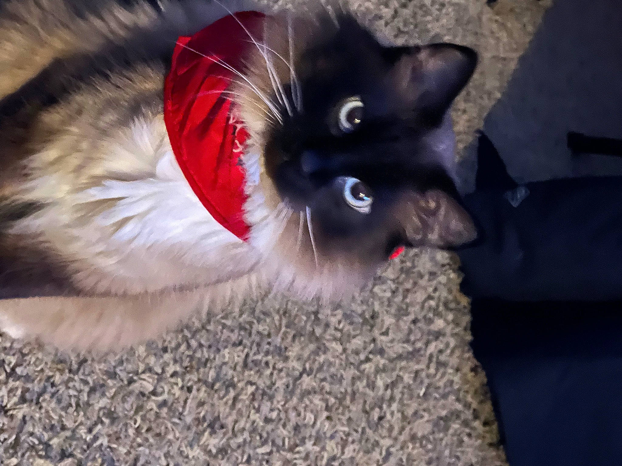 Fitz joined the competition — help win amazing prizes! balinese, carmine, carnivore, cat, cat_toy, claw, companion_dog, dog_breed, fawn, felidae, foot, fur, iris, paw, siamese, small_to_medium_sized_cats, snout, tail, whiskers