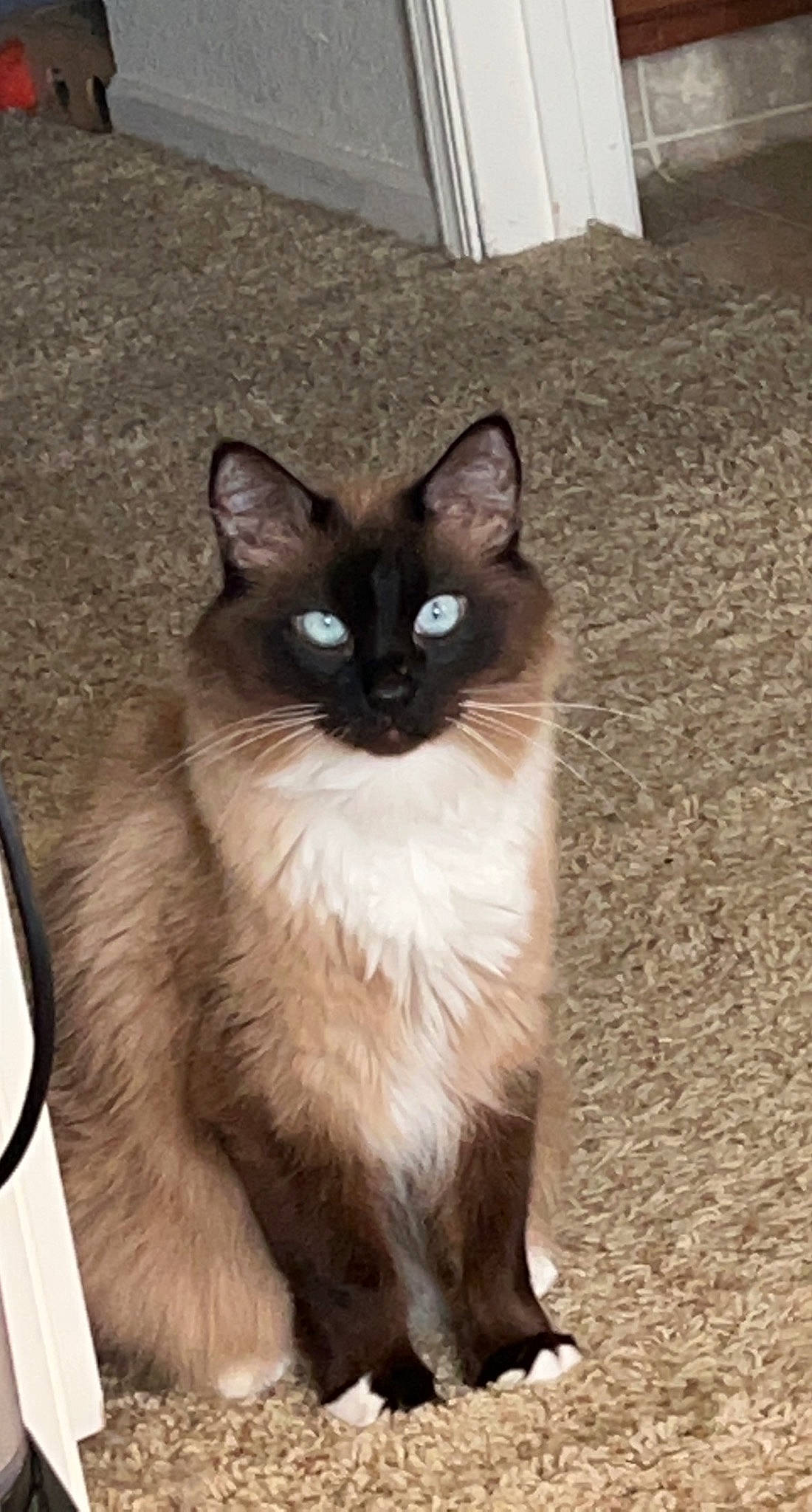 Fitz joined the competition — help win amazing prizes! balinese, birman, carnivore, cat, domestic_short_haired_cat, fawn, felidae, flooring, fur, ragdoll, siamese, sitting, small_to_medium_sized_cats, snout, tail, terrestrial_animal, thai, whiskers, window, wood