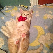 Butterball is registered to the contest to win money with this photo: kitten, cat, orange_tabby, sleeping, playing, blanket, moon, stars, cozy, paws, cute, fur, indoor, pet, animal, resting, soft, young, adorable, toy