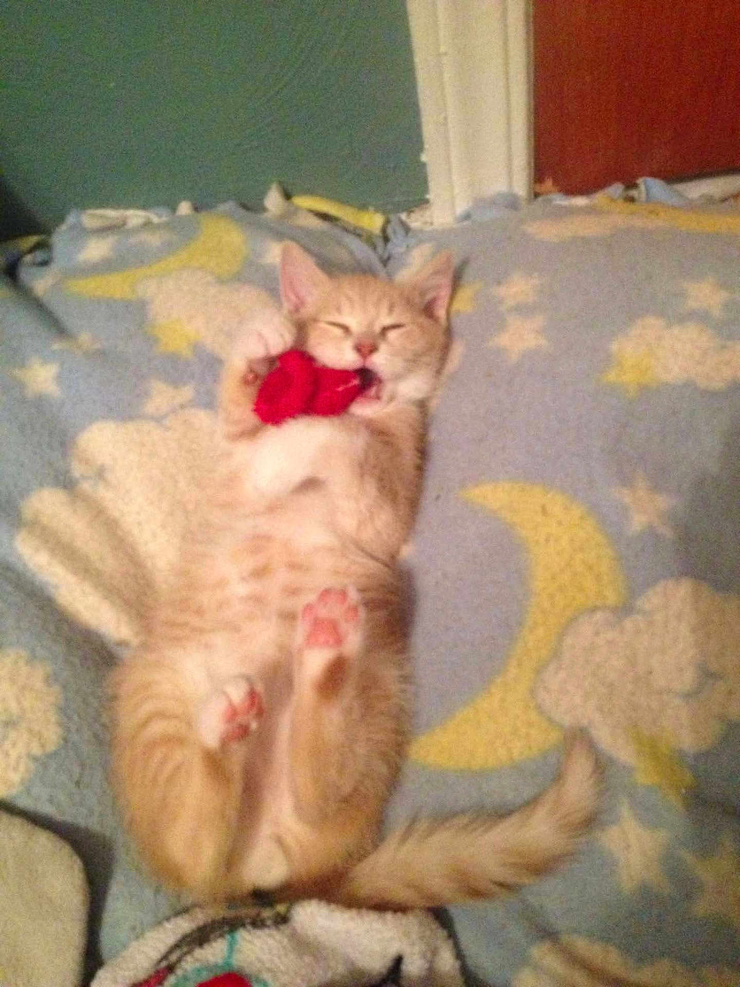 Butterball is registered to the contest to win money with this photo: kitten, cat, orange_tabby, sleeping, playing, blanket, moon, stars, cozy, paws, cute, fur, indoor, pet, animal, resting, soft, young, adorable, toy