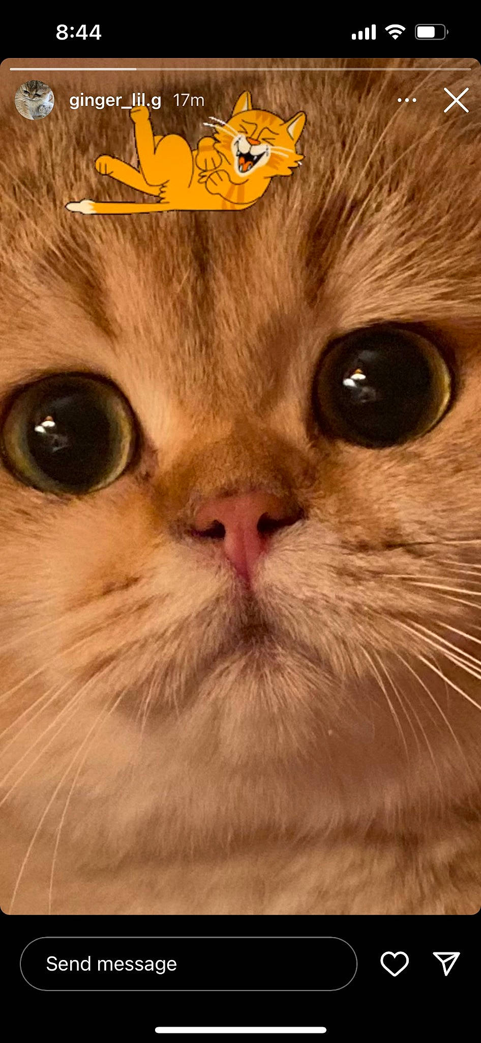 Gigi joined the competition — help win amazing prizes! carnivore, cat, close_up, domestic_short_haired_cat, fawn, felidae, fur, iris, paper_product, peach, photo_caption, small_to_medium_sized_cats, snout, whiskers