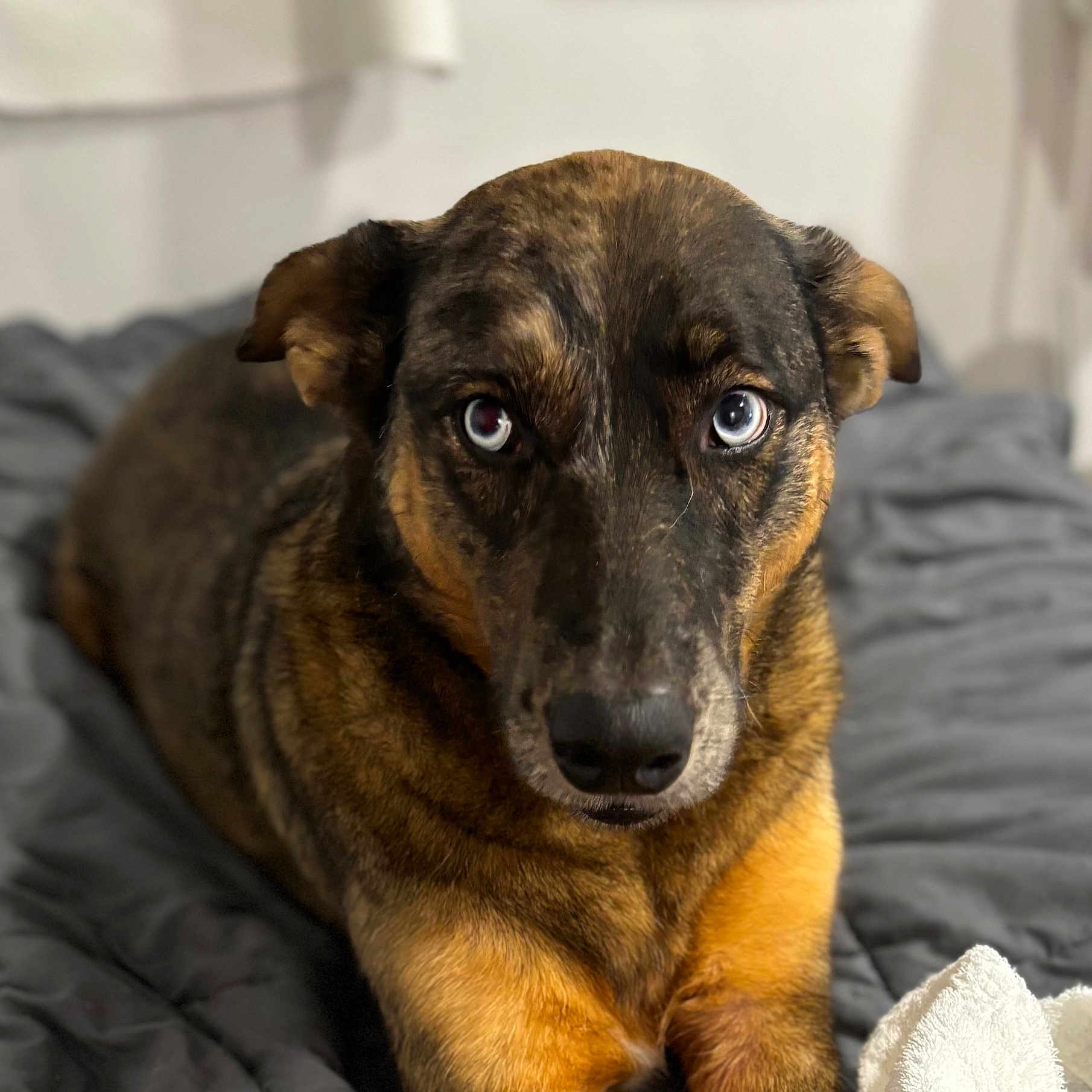 Emi is registered to the contest to win money with this photo: animal, bedroom, blanket, blue_eye, brown_eye, canine, close_up, dog, domestic_animal, ears, focused, fur, heterochromia, indoor, looking_at_camera, lying_down, pet, portrait, snout, soft_light