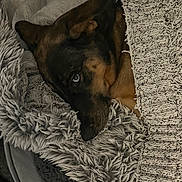 Emi joined the competition — help win amazing prizes! animal, bed, black, blanket, brown, canine, comfort, cozy, dog, fur, fur_texture, indoors, knit, pet, relaxed, resting, sleepy, snuggled, soft, warm