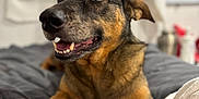 Emi is registered to the contest to win money with this photo: animal, bedroom, black, blanket, brown, canine, closeup, comfort, cozy, dog, ears, fur, happy, indoor, lying_down, pet, relaxed, snout, teeth, white_paw