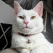 Bobbie is registered to the contest to win money with this photo: white_cat, cat, pet, animal, green_eyes, collar, bell, indoor, person, hoodie, lap, feline, cute, fur, whiskers, relaxed, portrait, close_up, domestic_animal, cozy