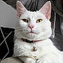 white_cat, cat, pet, animal, green_eyes, collar, bell, indoor, person, hoodie, lap, feline, cute, fur, whiskers, relaxed, portrait, close_up, domestic_animal, cozy