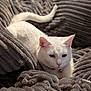 Bobbie joined the competition — help win amazing prizes! cat, white_cat, pet, animal, feline, fur, blanket, gray_blanket, cozy, soft_texture, indoor, resting, relaxed, cute, whiskers, ears, tail, collar, bell, comfort