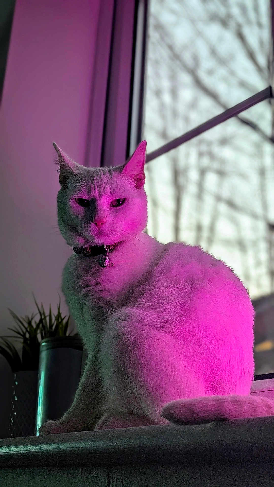 Bobbie