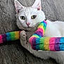 Bobbie is registered to the contest to win money with this photo: cat, white_cat, pet, animal, indoor, floor, wooden_floor, colorful, rainbow, scarf, playful, fur, cute, curious, whiskers, ears, paws, green_eyes, domestic_cat, lying_down