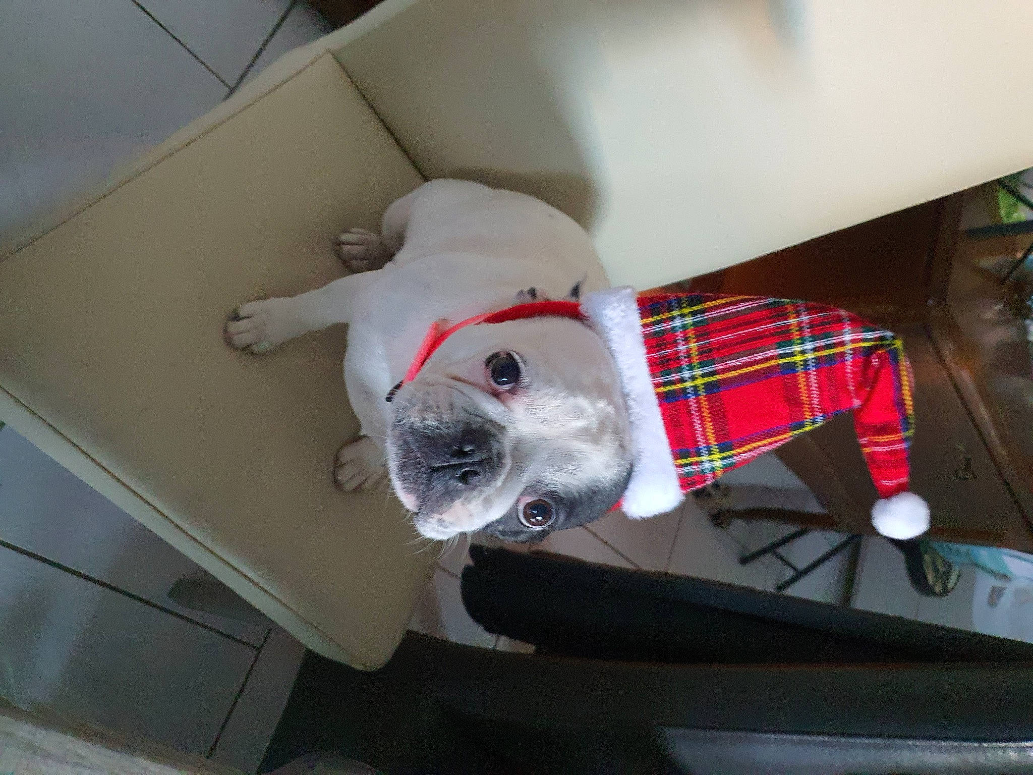 Niky a rejoint le concours — aidez-le/la à gagner de superbes lots ! canidae, carmine, carnivore, comfort, companion_dog, couch, dog, dog_breed, dog_supply, fawn, linens, pattern, plaid, room, snout, sporting_group, stuffed_toy, tartan, whiskers, working_animal