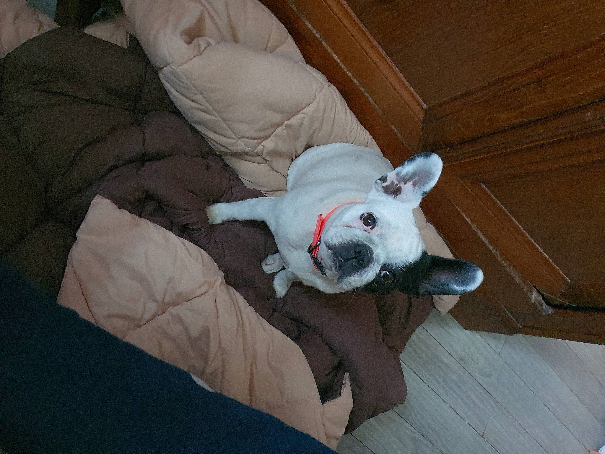 Niky participe au concours pour gagner de l'argent avec cette photo : carmine, carnivore, comfort, companion_dog, couch, dog, dog_breed, ear, fawn, felidae, flooring, grey, hardwood, small_to_medium_sized_cats, snout, stuffed_toy, tail, toy, whiskers, wood