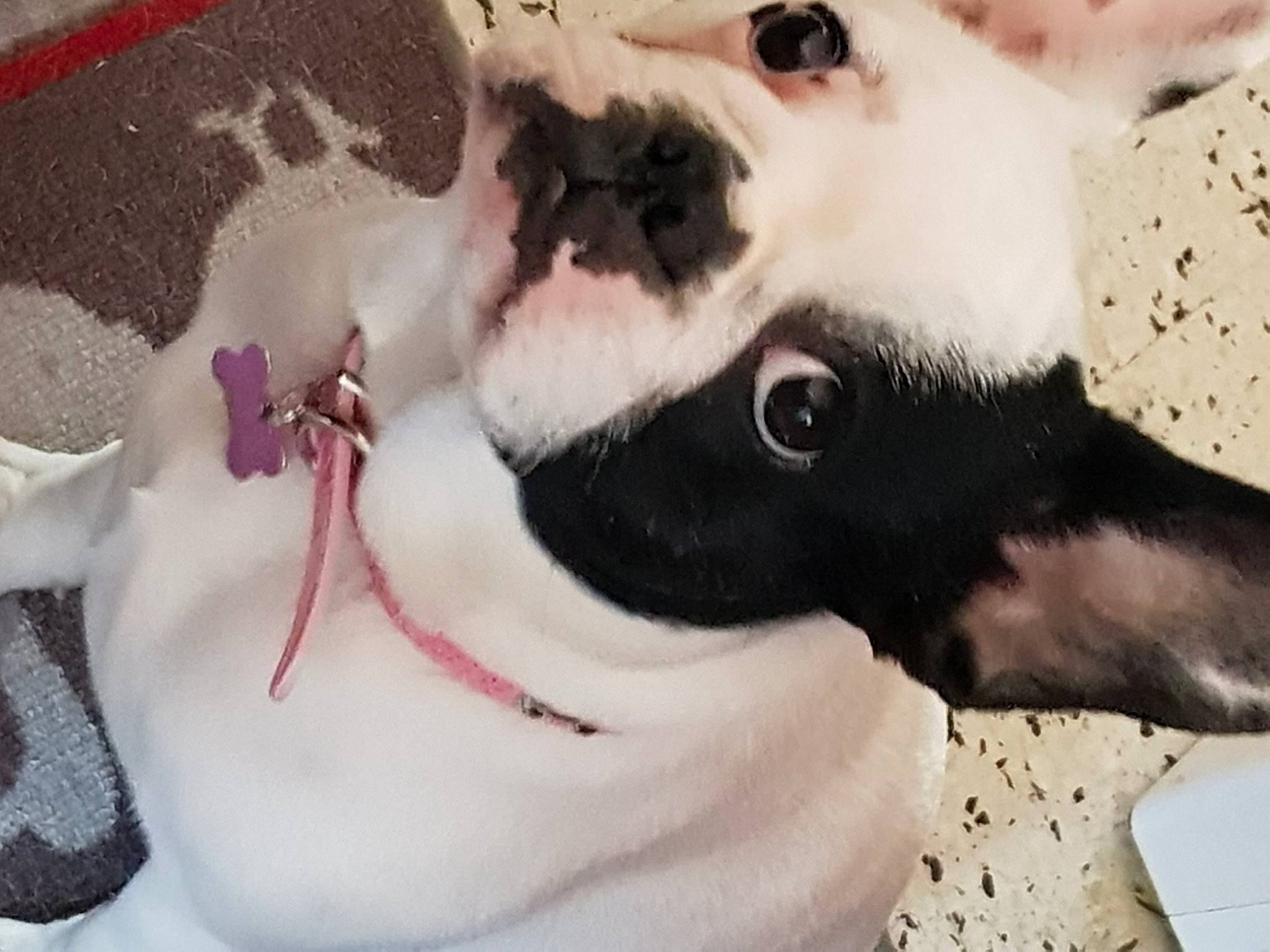 Niky participe au concours pour gagner de l'argent avec cette photo : bone, canidae, carnivore, collar, companion_dog, dog, dog_breed, dog_collar, eyelash, fang, fawn, fur, head, jaw, paint, snout, sporting_group, terrestrial_animal, whiskers, working_animal