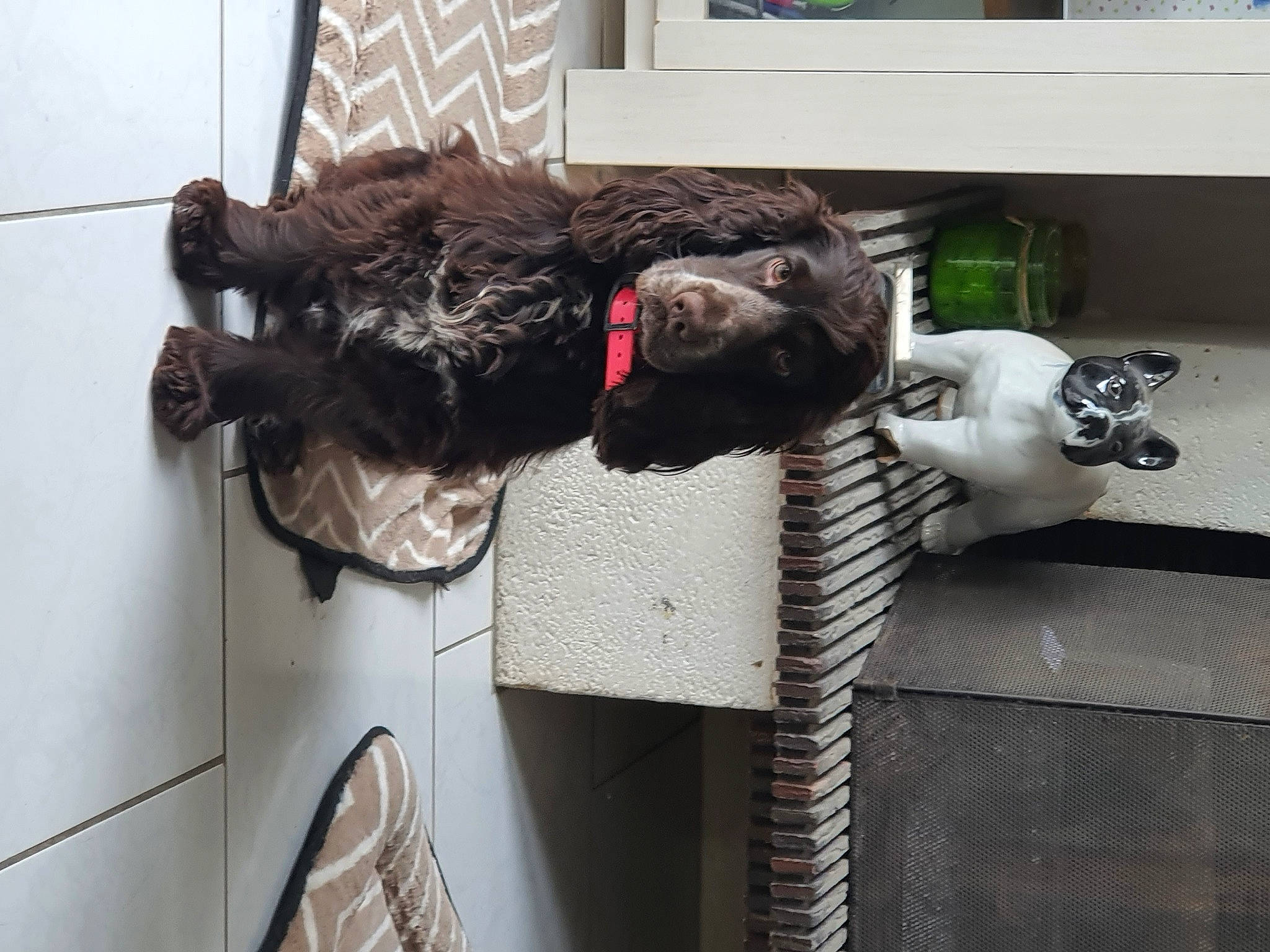 Perle participe au concours pour gagner de l'argent avec cette photo : auto_part, black_cat, canidae, carnivore, cat, collar, dog_breed, domestic_short_haired_cat, electrical_wiring, felidae, fur, leash, plant, room, small_to_medium_sized_cats, snout, sporting_group, tail, whiskers, working_animal