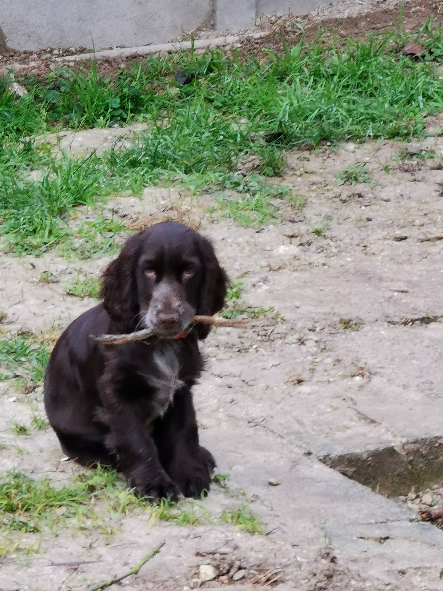 Perle participe au concours pour gagner de l'argent avec cette photo : borador, canidae, carnivore, companion_dog, dog, dog_breed, dog_collar, fur, grass, gun_dog, liver, plant, retriever, soil, spaniel, sporting_group, tail, terrestrial_animal, working_animal, working_dog