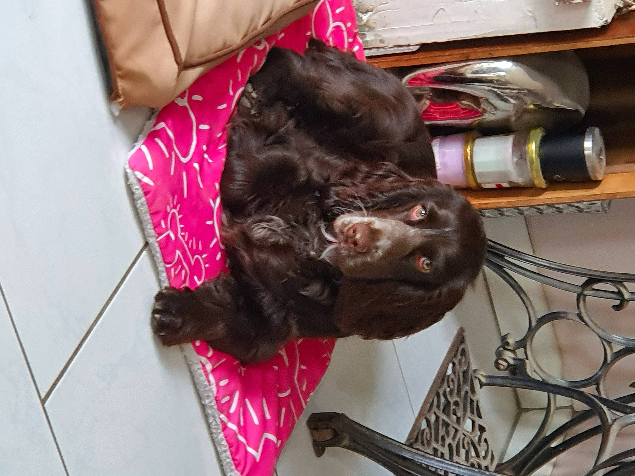 Perle a rejoint le concours — aidez-le/la à gagner de superbes lots ! bottle, canidae, carnivore, collar, comfort, companion_dog, dog, dog_breed, dog_supply, felidae, flooring, fur, kitchen_utensil, liver, pet_supply, small_to_medium_sized_cats, sporting_group, tail, tree, wood