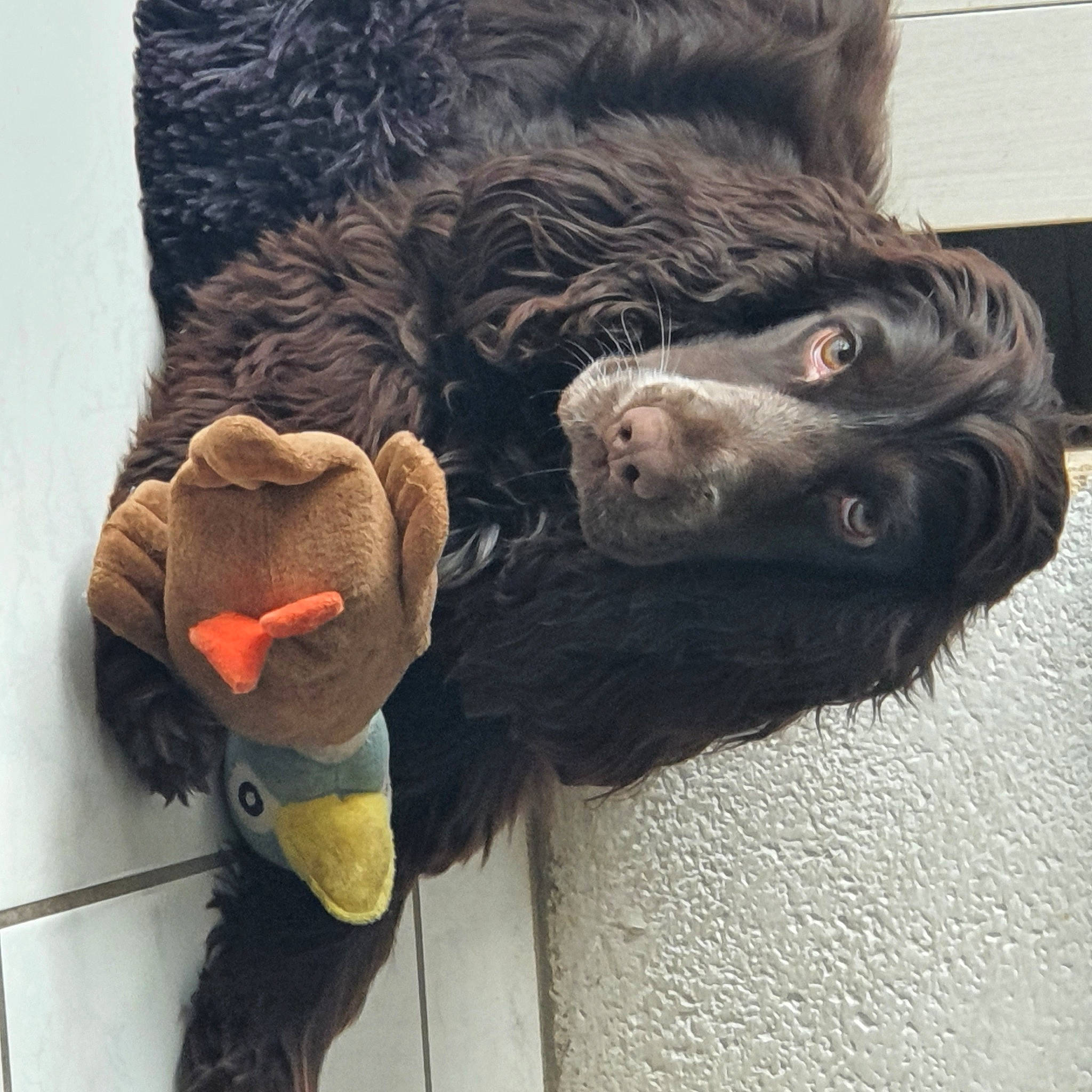 Perle participe au concours pour gagner de l'argent avec cette photo : canidae, companion_dog, dog_breed, foot, fur, gesture, liver, plush, snout, sporting_group, stuffed_toy, tail, terrestrial_animal, toy, working_animal