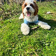 Simon is registered to the contest to win money with this photo: animal, blue_shirt, canine, cute, daytime, dog, fur, grass, greenery, happy, nature, outdoor, pet, playful, smiling, stick, summer, sunlight, tongue_out, yard