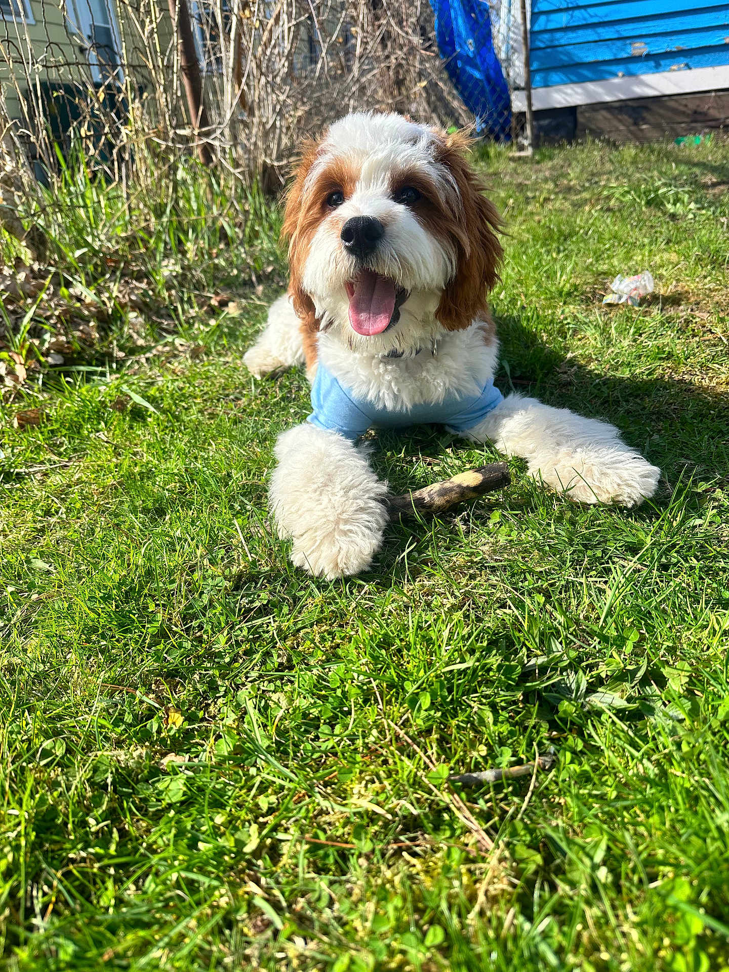 Simon