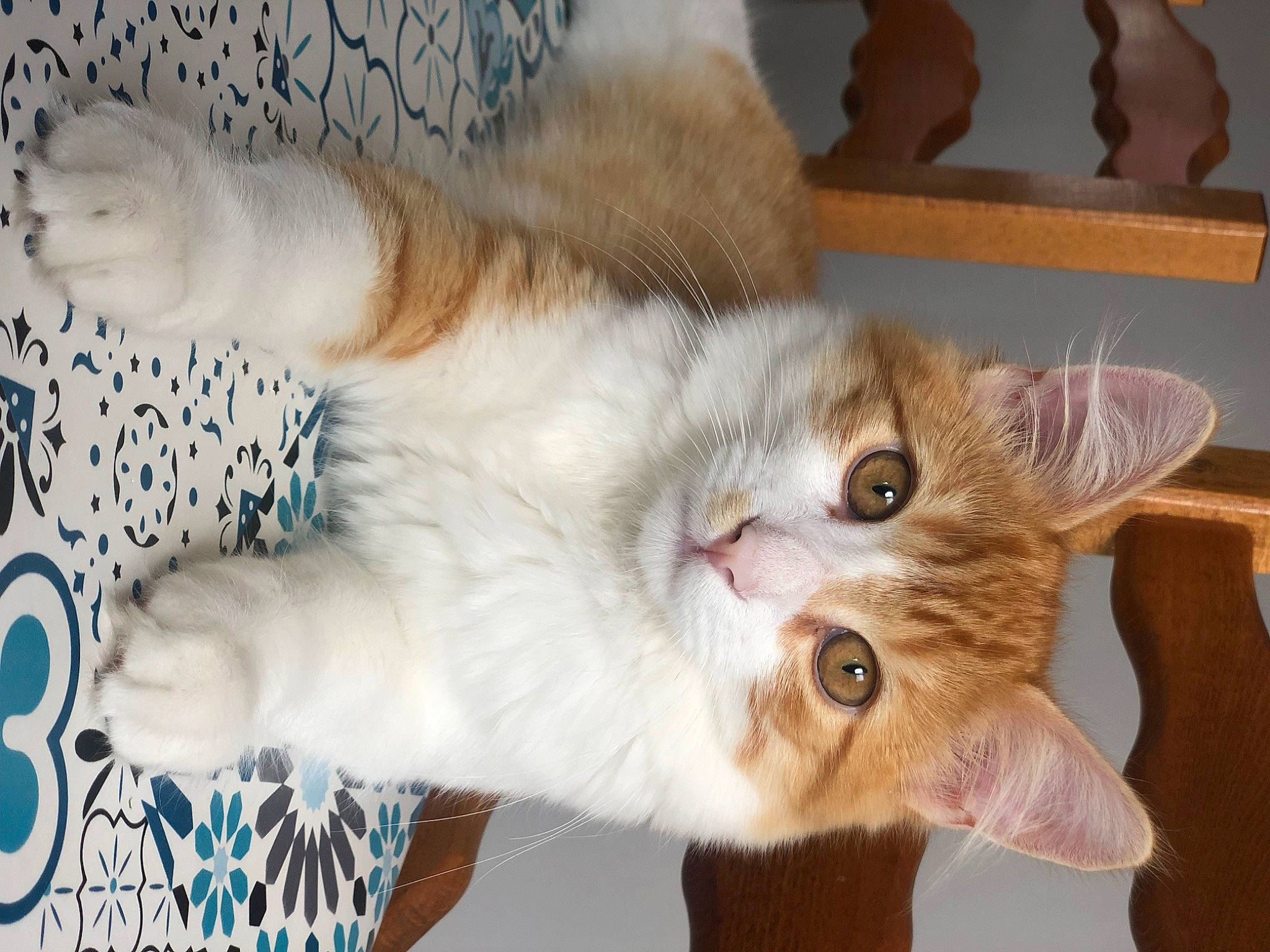 Rouky a rejoint le concours — aidez-le/la à gagner de superbes lots ! carnivore, cat, claw, comfort, domestic_short_haired_cat, fawn, felidae, fur, paw, plant, small_to_medium_sized_cats, tail, whiskers, window