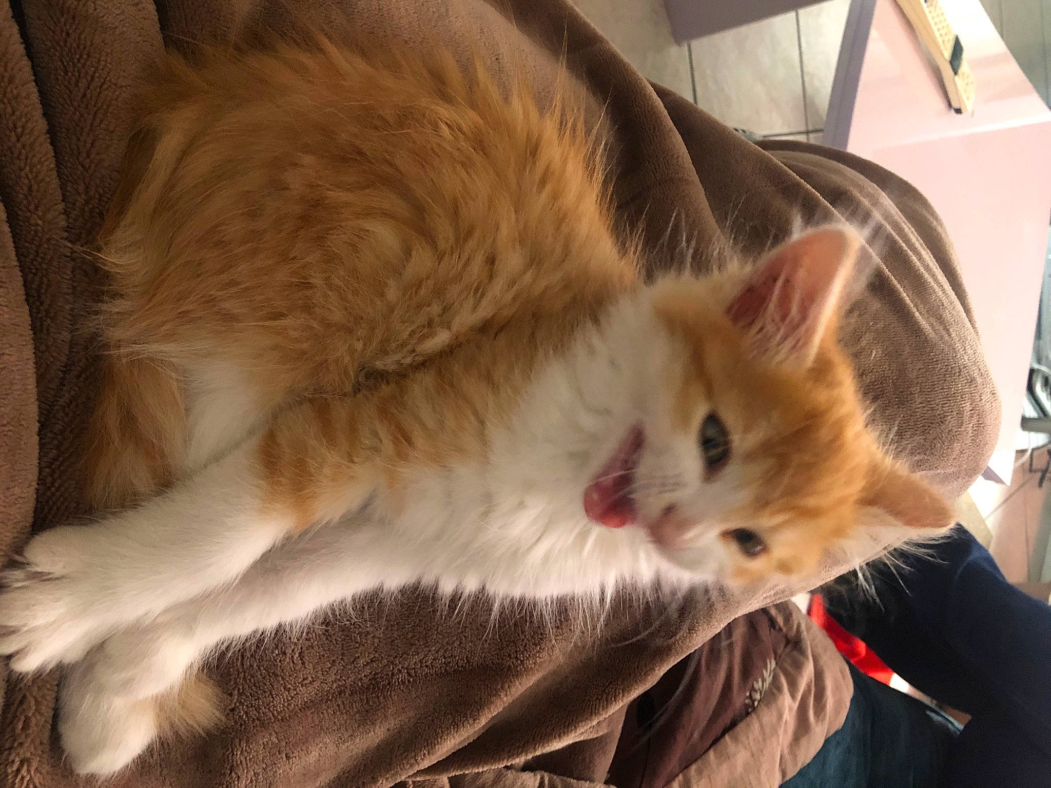 Rouky participe au concours pour gagner de l'argent avec cette photo : box, canidae, carnivore, cat, claw, comfort, companion_dog, dog_breed, domestic_short_haired_cat, ear, fawn, felidae, fur, nap, paw, small_to_medium_sized_cats, snout, tail, terrestrial_animal, whiskers