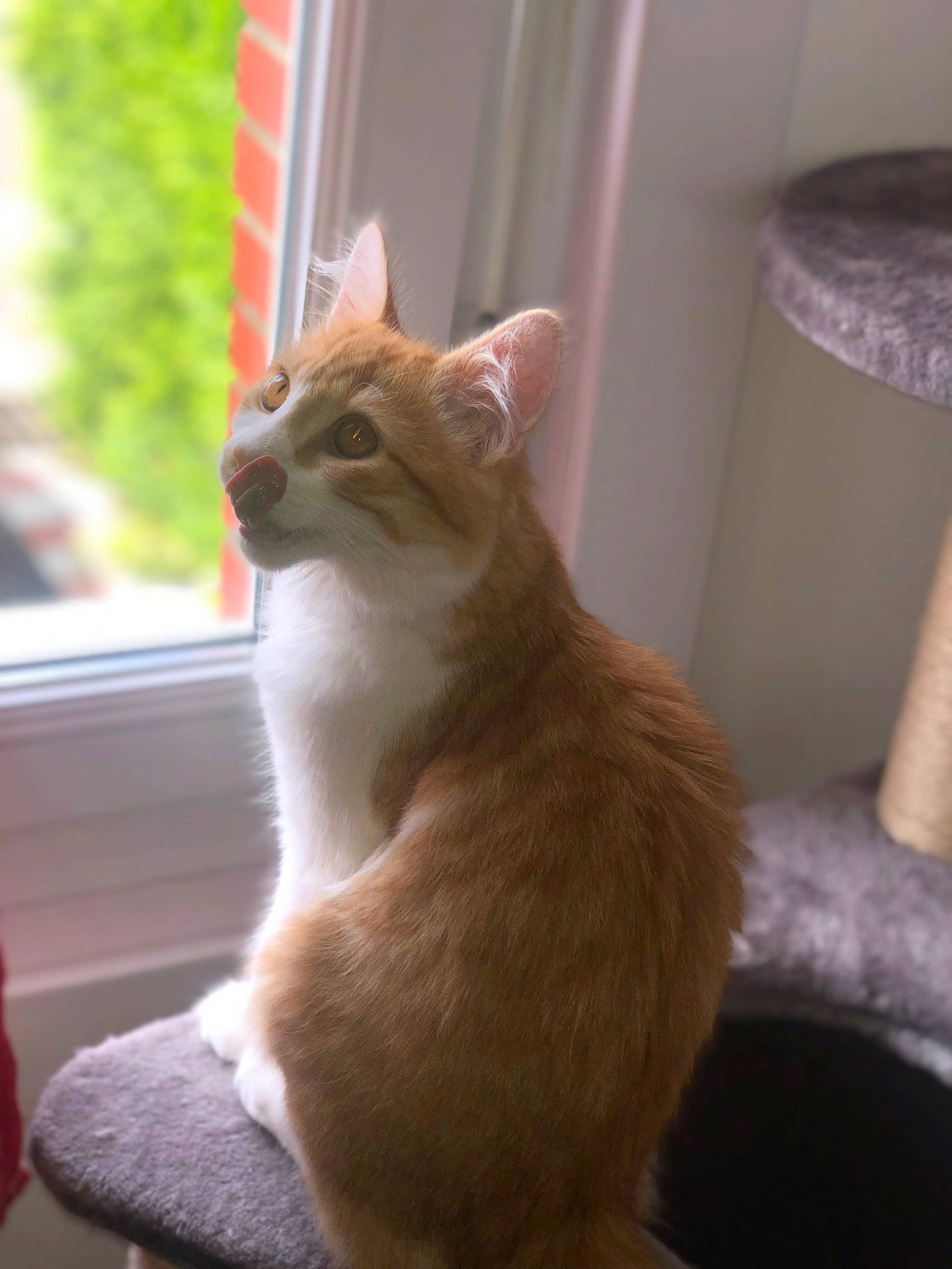 Rouky a rejoint le concours — aidez-le/la à gagner de superbes lots ! carnivore, cat, claw, domestic_short_haired_cat, fawn, felidae, flooring, fur, paw, plant, room, sitting, small_to_medium_sized_cats, snout, tail, terrestrial_animal, whiskers, wildlife, window, wood