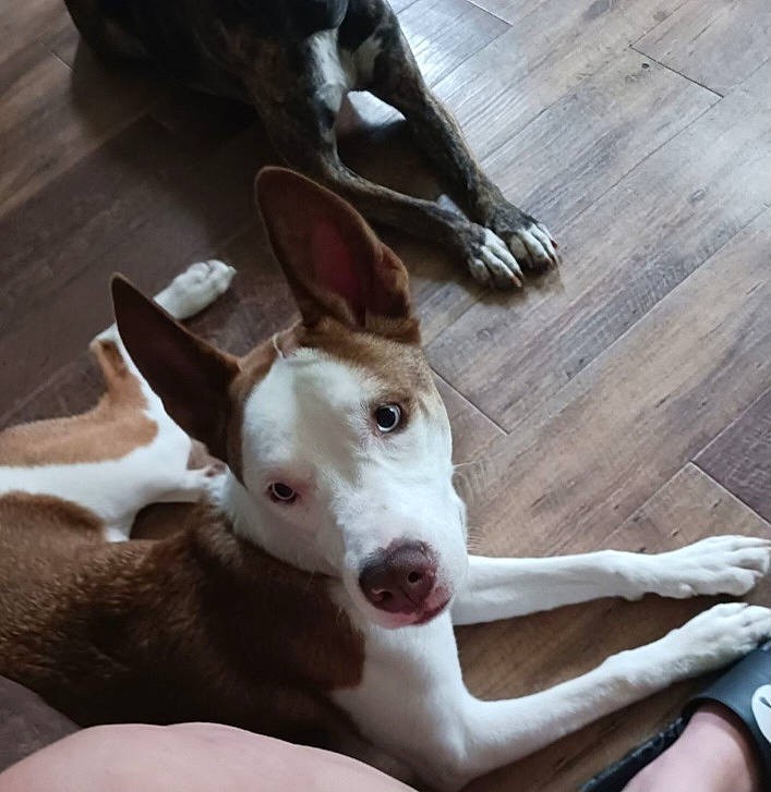 Latte joined the competition — help win amazing prizes! carnivore, collar, companion_dog, dog, dog_breed, dog_collar, ear, fawn, flooring, hardwood, paw, sighthound, snout, terrestrial_animal, varnish, whiskers, wood, wood_flooring, wood_stain, working_animal