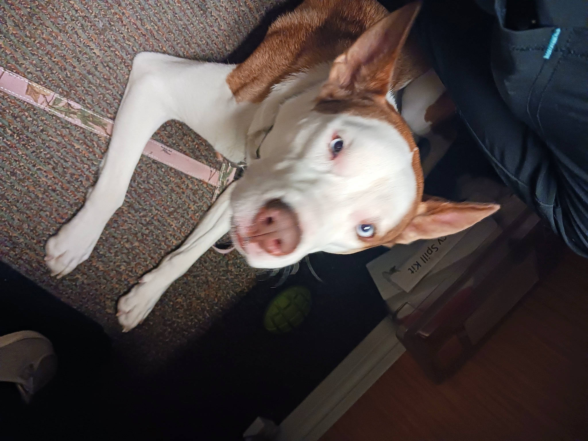 Latte is registered to the contest to win money with this photo: bull_terrier, canidae, carmine, carnivore, companion_dog, dog, dog_breed, dog_supply, ear, fawn, jaw, non_sporting_group, snout, sporting_group, tail, terrestrial_animal, whiskers, working_animal