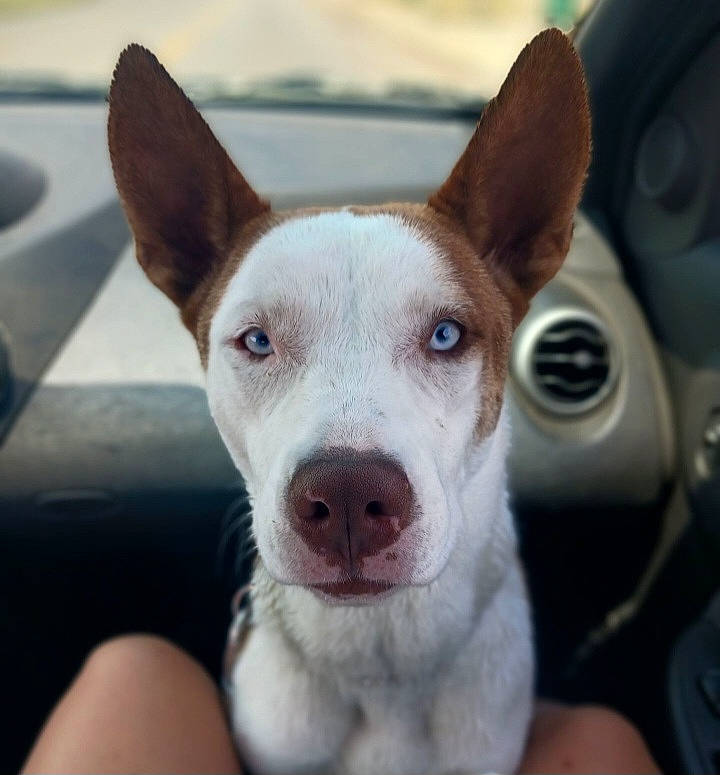 Latte joined the competition — help win amazing prizes! ancient_dog_breeds, canidae, carnivore, companion_dog, dog, dog_breed, ear, fawn, fur, happy, non_sporting_group, snout, sporting_group, steering_wheel, tail, terrestrial_animal, whiskers, windshield, working_animal