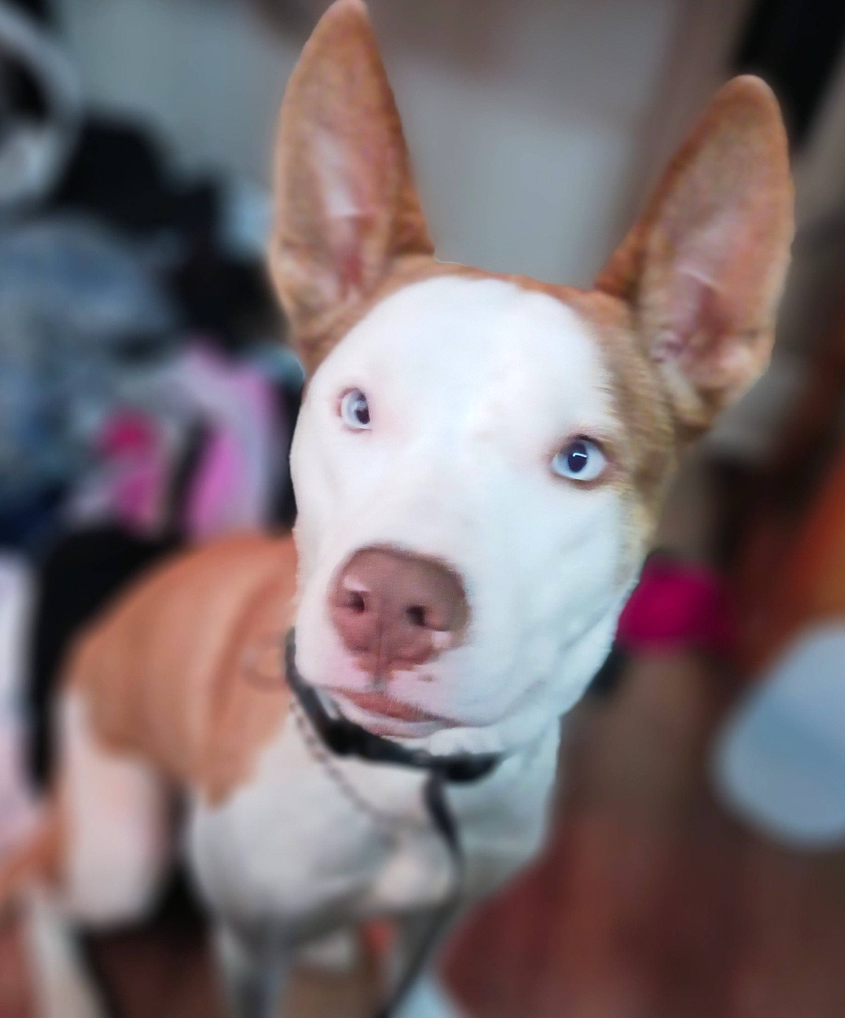 Latte joined the competition — help win amazing prizes! bull_terrier, canidae, carnivore, collar, companion_dog, dog, dog_breed, dog_collar, dog_supply, ear, eye, fawn, jaw, old_english_terrier, snout, sporting_group, terrestrial_animal, terrier, whiskers, working_animal