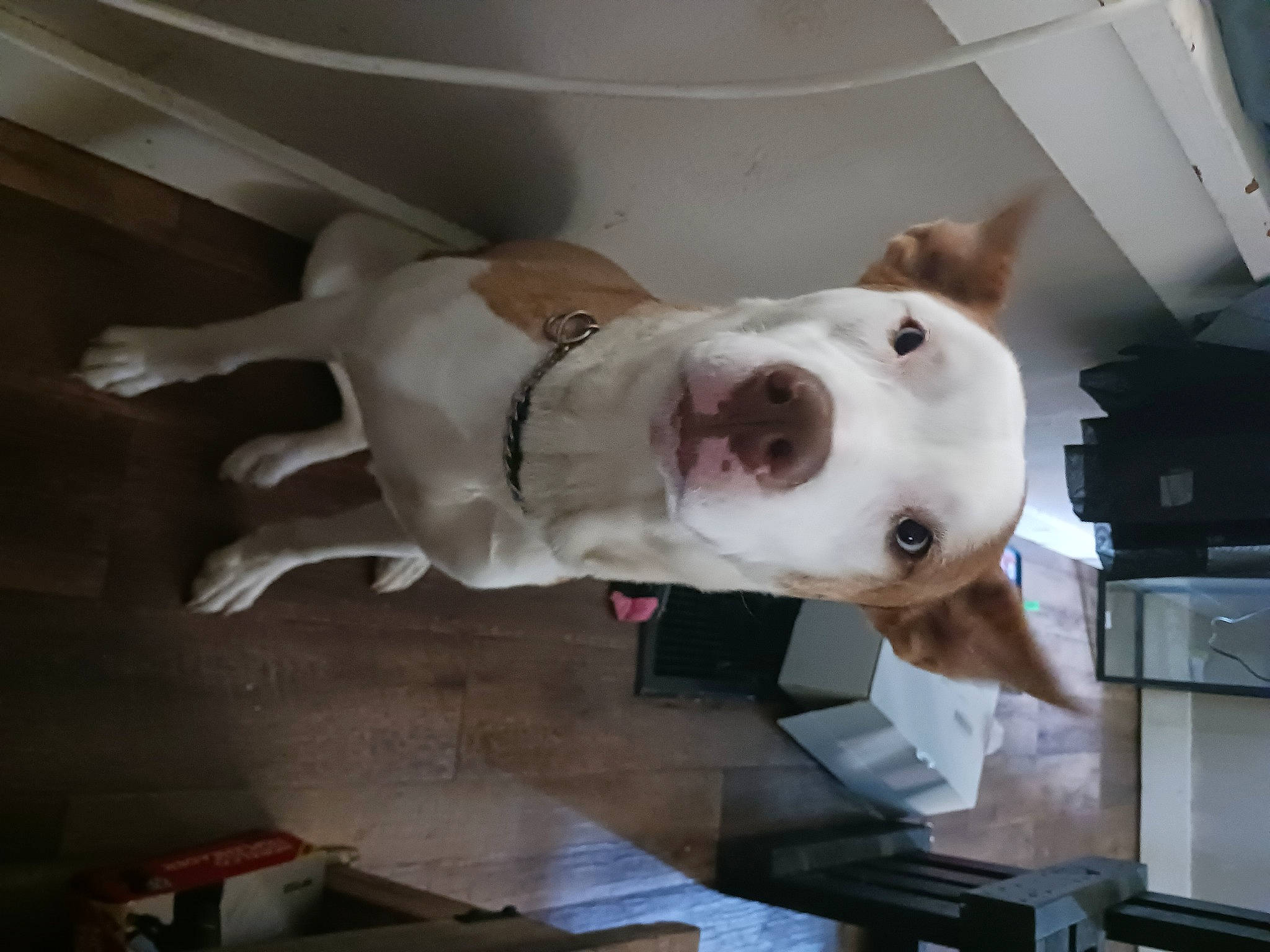 Latte is registered to the contest to win money with this photo: ancient_dog_breeds, canidae, carnivore, collar, companion_dog, dog, dog_breed, dog_collar, dog_supply, ear, fawn, non_sporting_group, old_english_terrier, pet_supply, snout, sporting_group, tail, terrestrial_animal, whiskers, working_animal