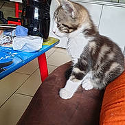 Ocar a rejoint le concours — aidez-le/la à gagner de superbes lots ! american_shorthair, american_wirehair, asian, carnivore, cat, domestic_short_haired_cat, dragon_li, european_shorthair, felidae, kitten, kurilian_bobtail, mammal, polydactyl_cat, small_to_medium_sized_cats, tabby_cat, tail, whiskers