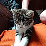 Ocar participe au concours pour gagner de l'argent avec cette photo : american_shorthair, asian, carnivore, cat, domestic_short_haired_cat, ear, european_shorthair, felidae, fur, hand, kitten, mammal, norwegian_forest_cat, polydactyl_cat, small_to_medium_sized_cats, tabby_cat, whiskers