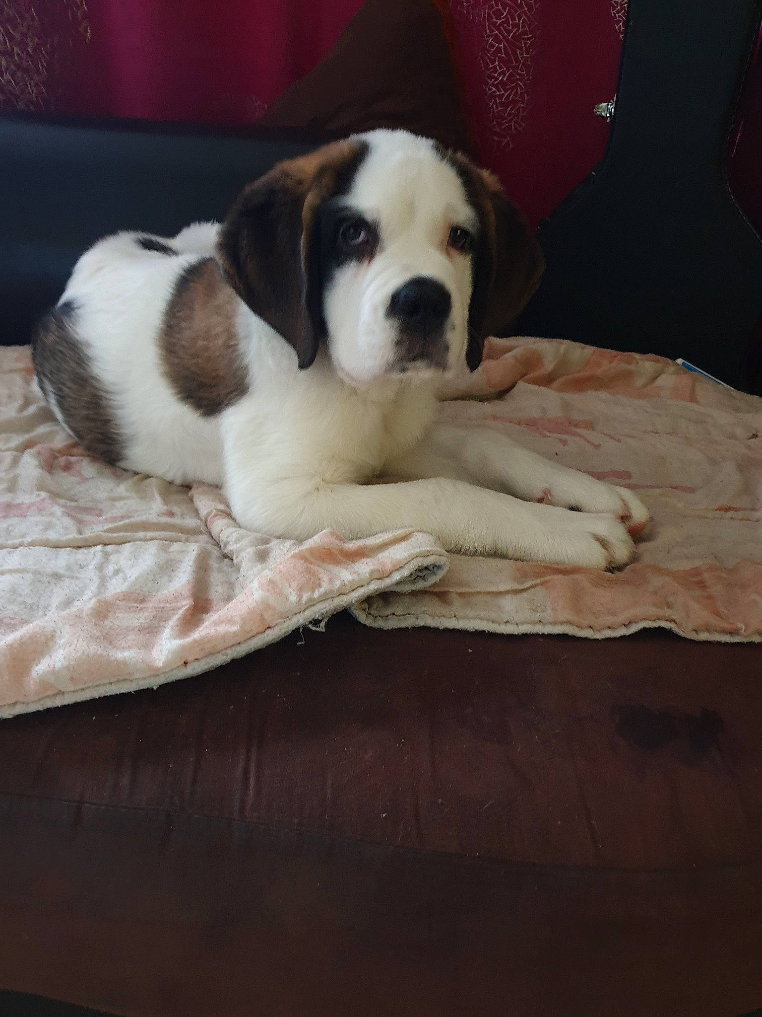 Paige a rejoint le concours — aidez-le/la à gagner de superbes lots ! american_bulldog, australian_bulldog, canidae, carnivore, companion_dog, dog, dog_breed, fawn, mammal, non_sporting_group, old_english_bulldog, puppy, puppy_love, rare_breed_dog, sporting_group, st_bernard, valley_bulldog, vertebrate