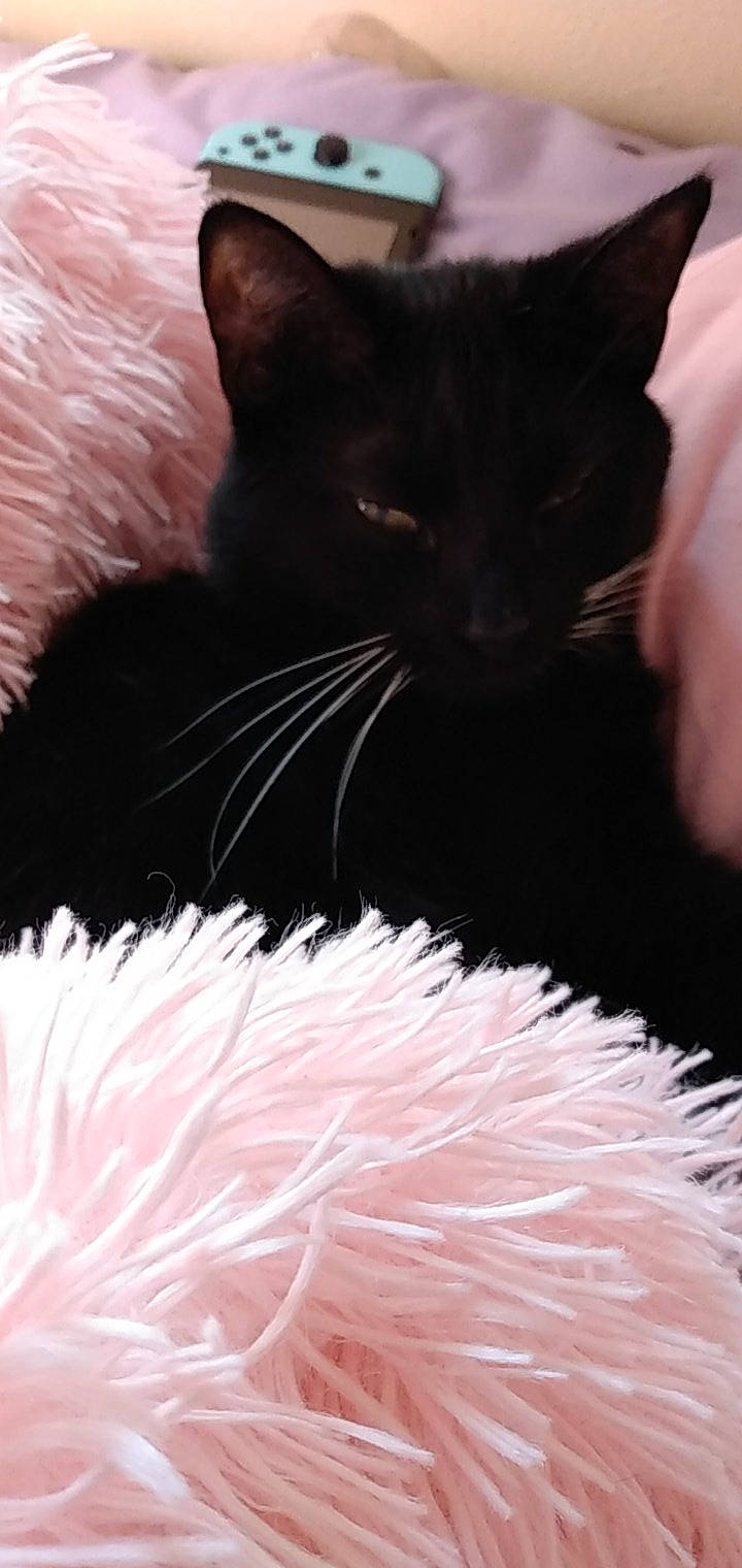 Halo is registered to the contest to win money with this photo: black_cat, bombay, carnivore, cat, claw, comfort, domestic_short_haired_cat, felidae, fur, iris, magenta, natural_material, organism, paw, petal, small_to_medium_sized_cats, snout, tail, whiskers, white