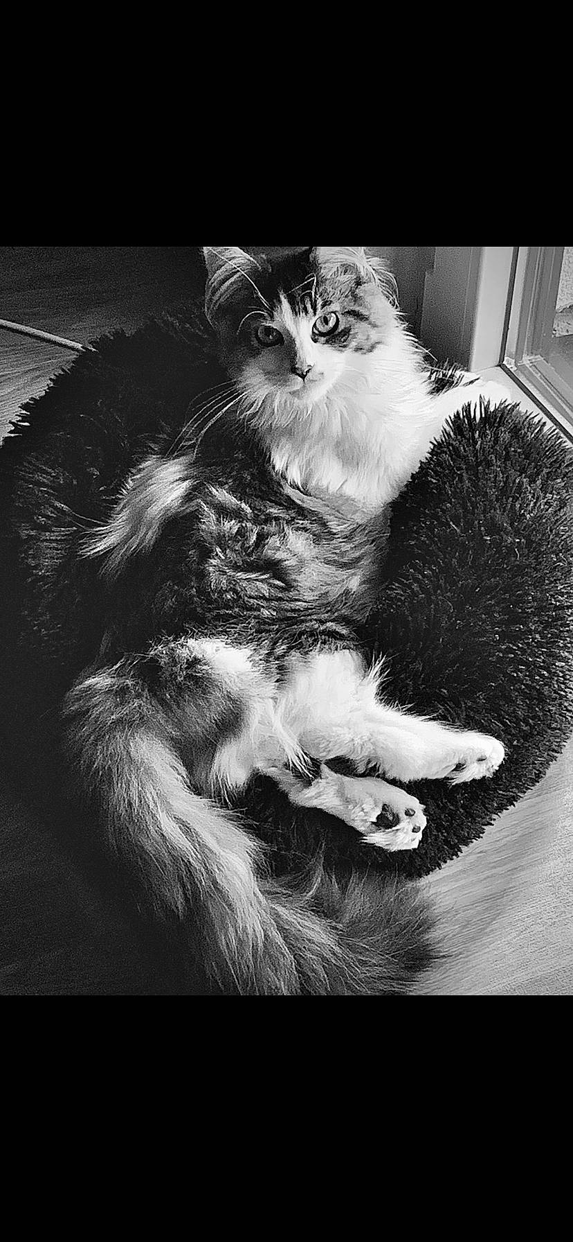 Arizona participe au concours pour gagner de l'argent avec cette photo : black, black_and_white, carnivore, cat, claw, domestic_short_haired_cat, felidae, fur, gesture, grey, monochrome, monochrome_photography, paw, sitting, small_to_medium_sized_cats, snout, stock_photography, style, tail, whiskers