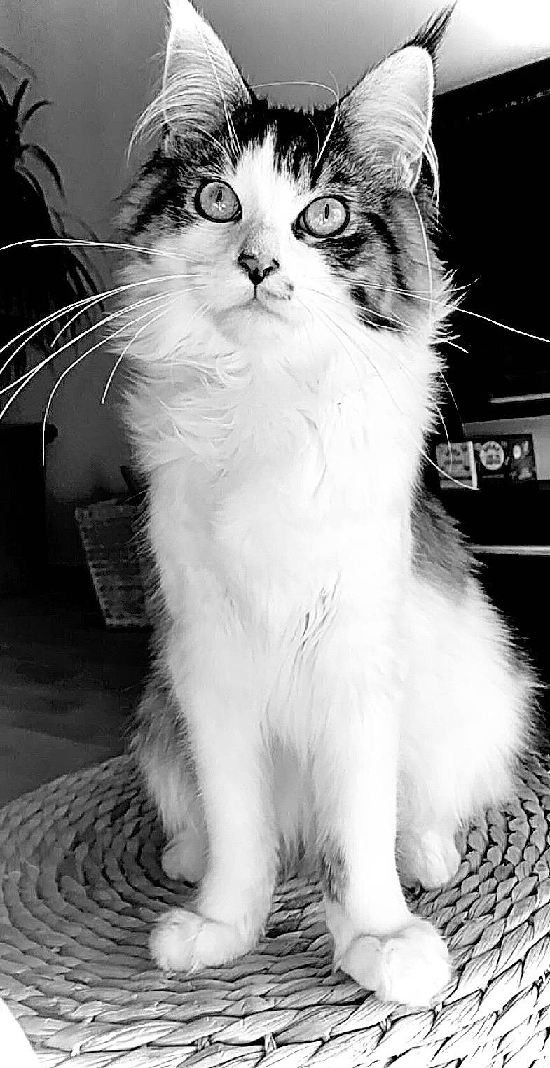 Arizona a rejoint le concours — aidez-le/la à gagner de superbes lots ! black, black_and_white, carnivore, cat, claw, domestic_short_haired_cat, felidae, fur, line, monochrome, monochrome_photography, paw, photograph, small_to_medium_sized_cats, snapshot, snout, stock_photography, style, whiskers, white