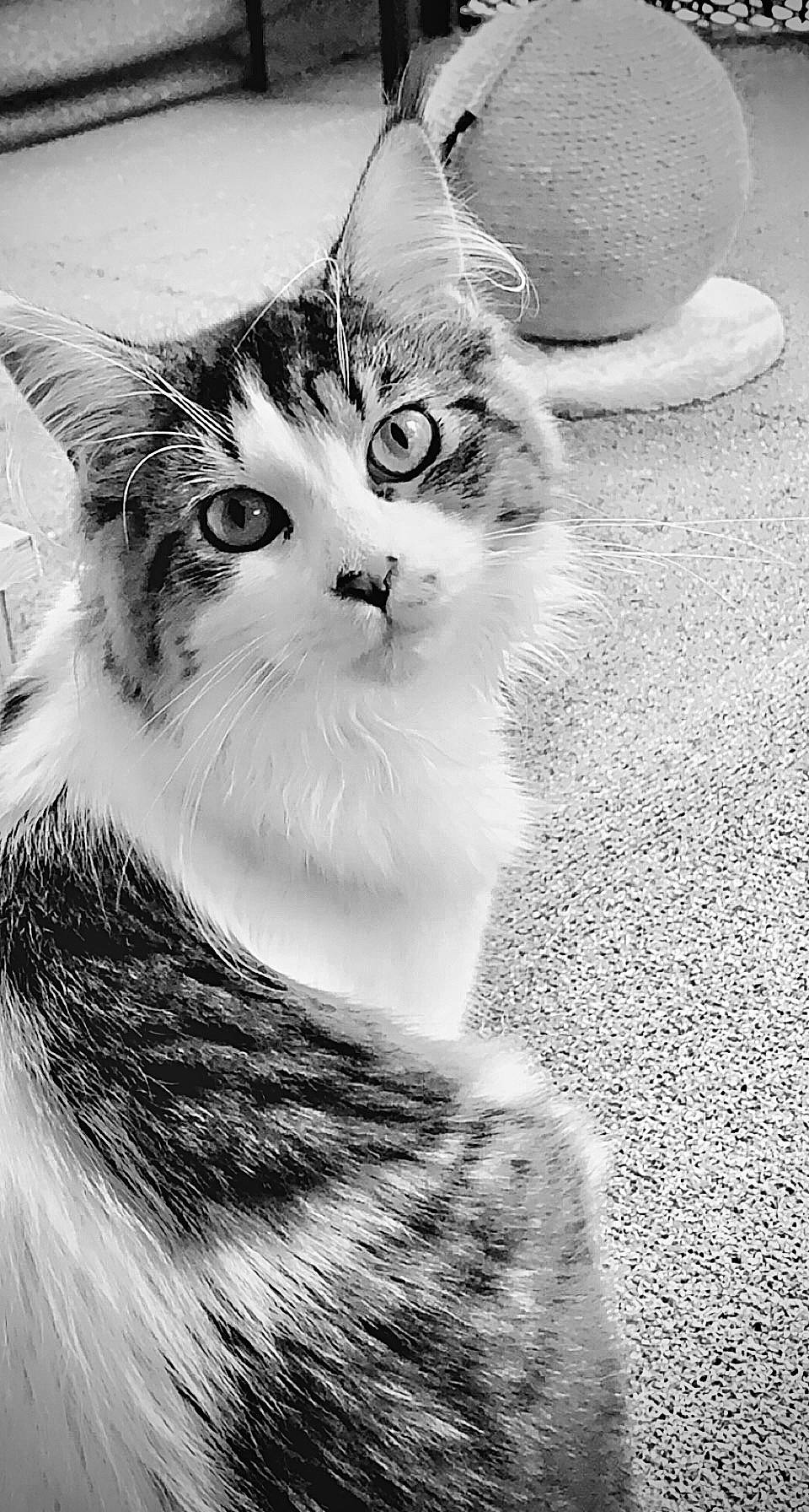 Arizona participe au concours pour gagner de l'argent avec cette photo : black_and_white, carnivore, cat, domestic_short_haired_cat, eye, felidae, fur, happy, monochrome, monochrome_photography, paw, small_to_medium_sized_cats, smile, stock_photography, style, tail, terrestrial_animal, whiskers, white, window
