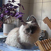 Isidor a rejoint le concours — aidez-le/la à gagner de superbes lots ! animal, cat, closeup, countertop, curious, domestic_cat, faucet, fluffy_fur, gray_and_white_cat, houseplant, indoor, kitchen, natural_light, pet, potted_plant, purple_leaves, sink, still_life, tile_wall, wooden_dish_rack