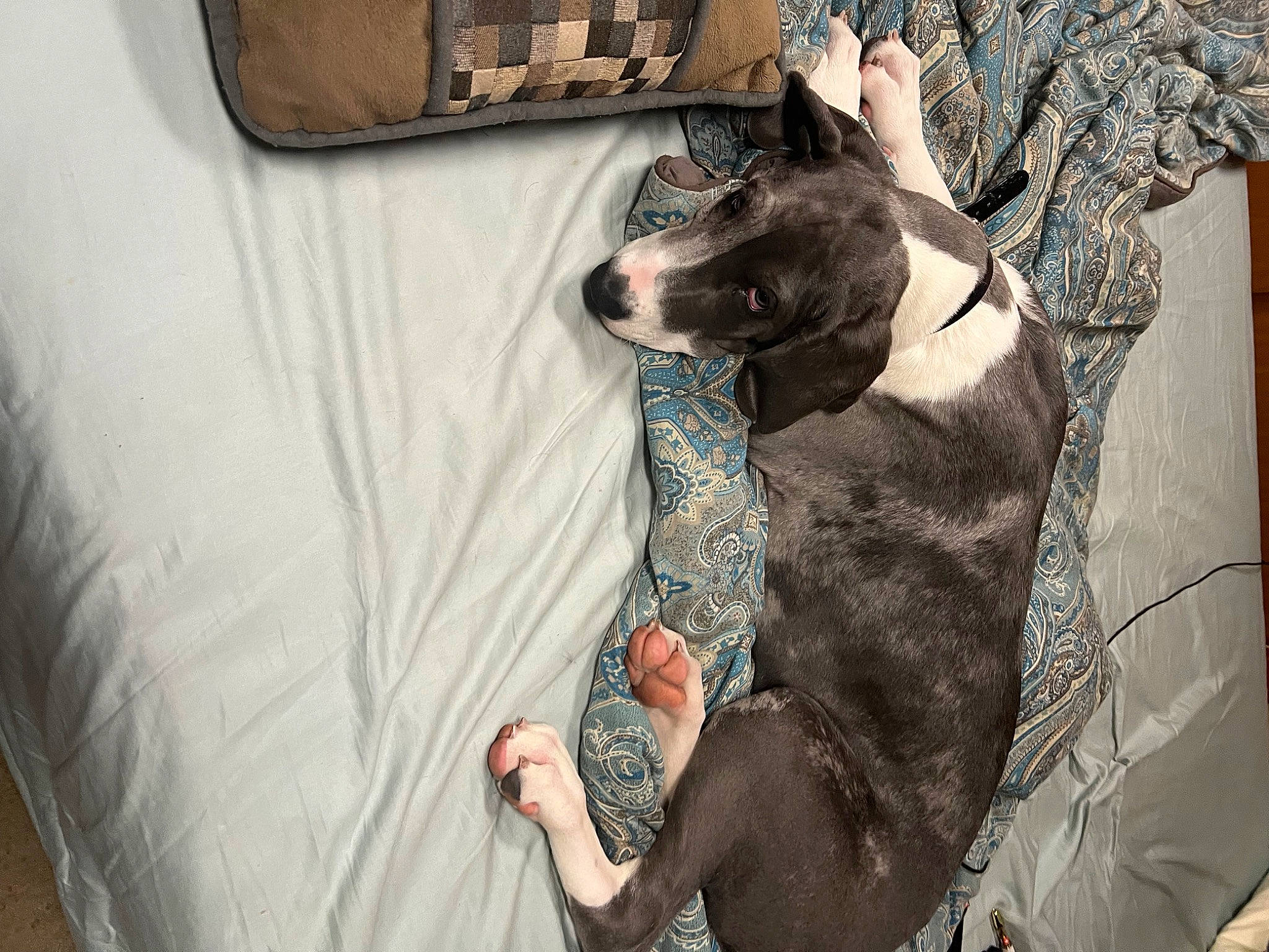 Willow is registered to the contest to win money with this photo: canidae, carnivore, collar, comfort, companion_dog, couch, dog, dog_breed, dog_collar, dog_supply, ear, fawn, fur, grey, sleeve, snout, sporting_group, toy_dog, whiskers, working_animal