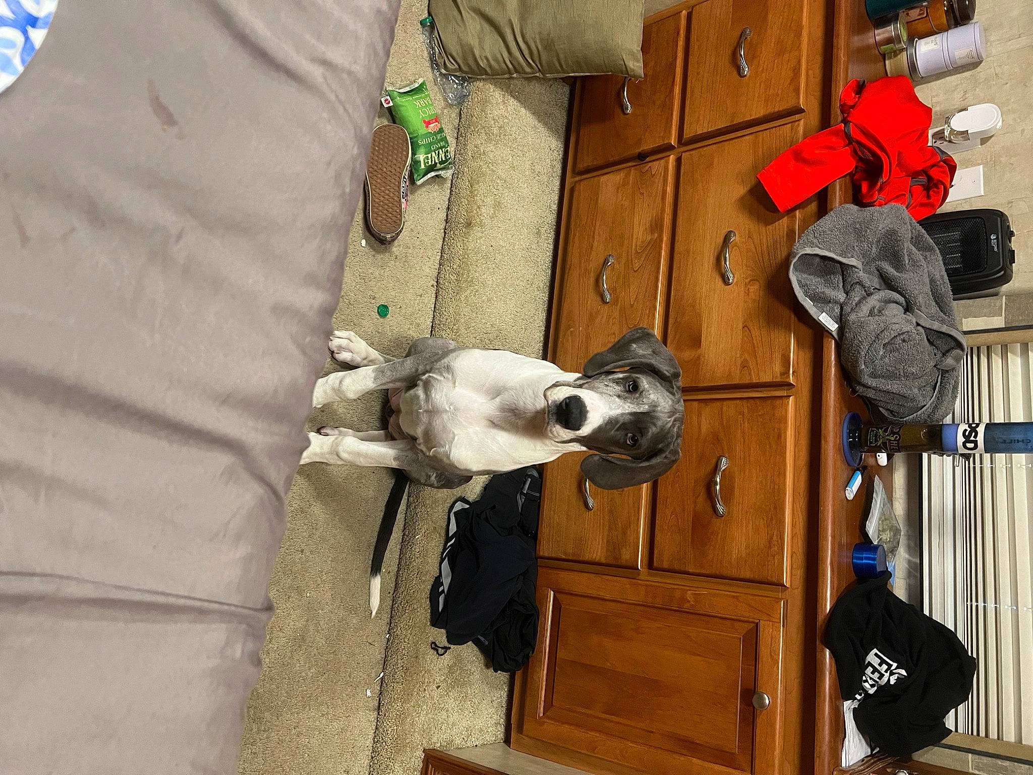 Willow joined the competition — help win amazing prizes! art, building, canidae, carmine, carnivore, companion_dog, dog, dog_breed, door, sporting_group, wood, working_animal