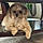 Bailey