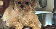 Bailey joined the competition — help win amazing prizes! dog, puppy, fluffy, under_table, wooden_table, carpet, indoor, pet, cute, small_dog, fur, animal, relaxing, looking, houseplant, furniture, cozy, domestic, companion, curious