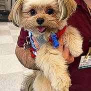 Bailey joined the competition — help win amazing prizes! dog, small_dog, fluffy, pet, animal, happy, cute, fur, harness, hand, person, indoor, smiling, tongue_out, closeup, face, eyes, holding, maroon_shirt, canine