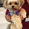 dog, small_dog, fluffy, pet, animal, happy, cute, fur, harness, hand, person, indoor, smiling, tongue_out, closeup, face, eyes, holding, maroon_shirt, canine
