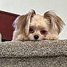 Bailey joined the competition — help win amazing prizes! dog, puppy, carpet, stairs, indoor, fluffy, cute, pet, animal, face, ears, fur, looking, resting, closeup, brown, tan, adorable, small, home
