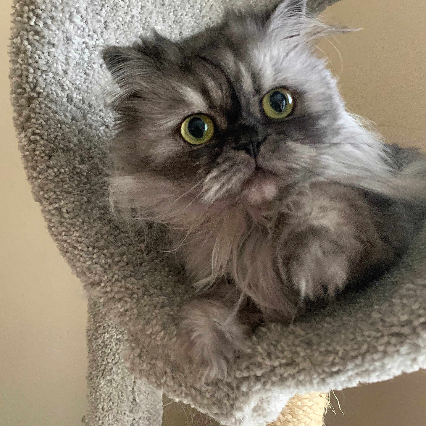 Yizzy is registered to the contest to win money with this photo: animal, carpeted, cat, cat_tree, close_up, cozy, curious, cute, feline, fluffy, fur, gray, indoor, mammal, paw, pet, portrait, soft, whiskers, wide_eyes