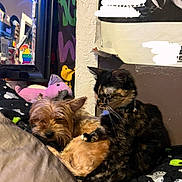 Esme is registered to the contest to win money with this photo: animal, bed, blanket, cat, colorful, companion, cozy, curious, cute, decor, dog, furniture, indoor, pet, relaxed, resting, sleepy, small_dog, stuffed_toy, tortoiseshell_cat
