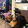 animal, bed, blanket, cat, colorful, companion, cozy, curious, cute, decor, dog, furniture, indoor, pet, relaxed, resting, sleepy, small_dog, stuffed_toy, tortoiseshell_cat